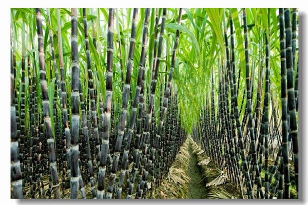 采暖锅炉十台甫牌有哪些？？？